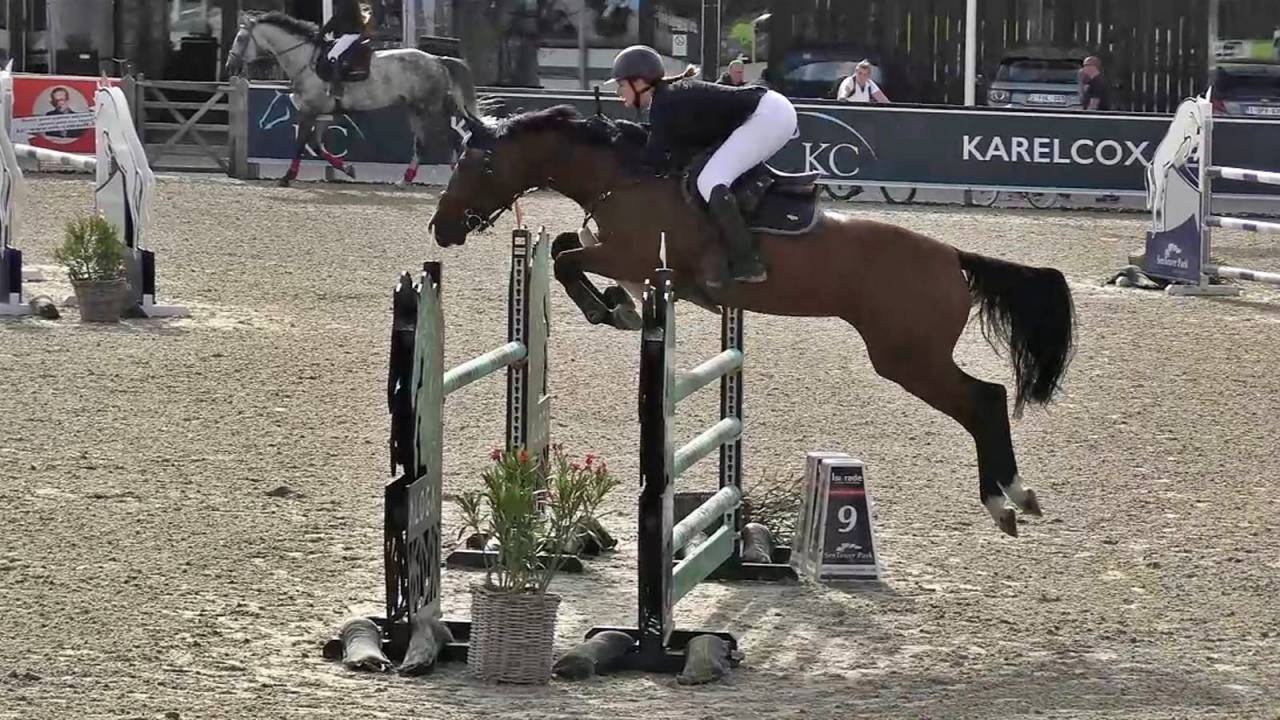 Yegua Media Sangre Belga En venta 2014 Bayo