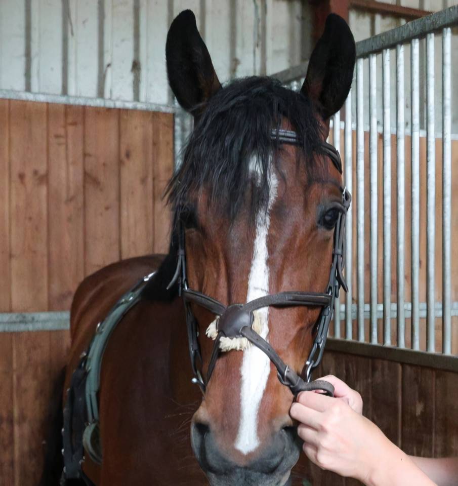 Caballo castrado sBs Caballo de Deporte Belga En venta 2020 Bayo