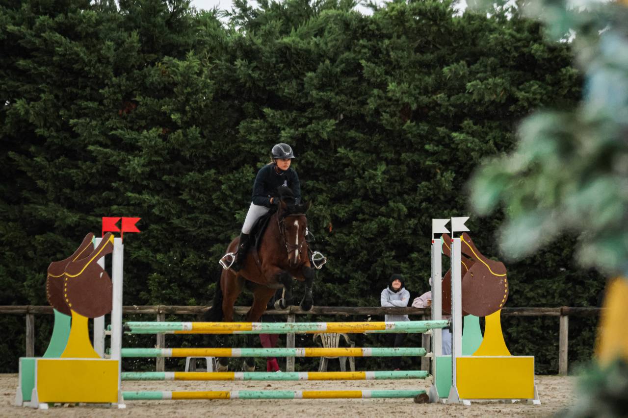 Caballo castrado sBs Caballo de Deporte Belga En venta 2020 Bayo