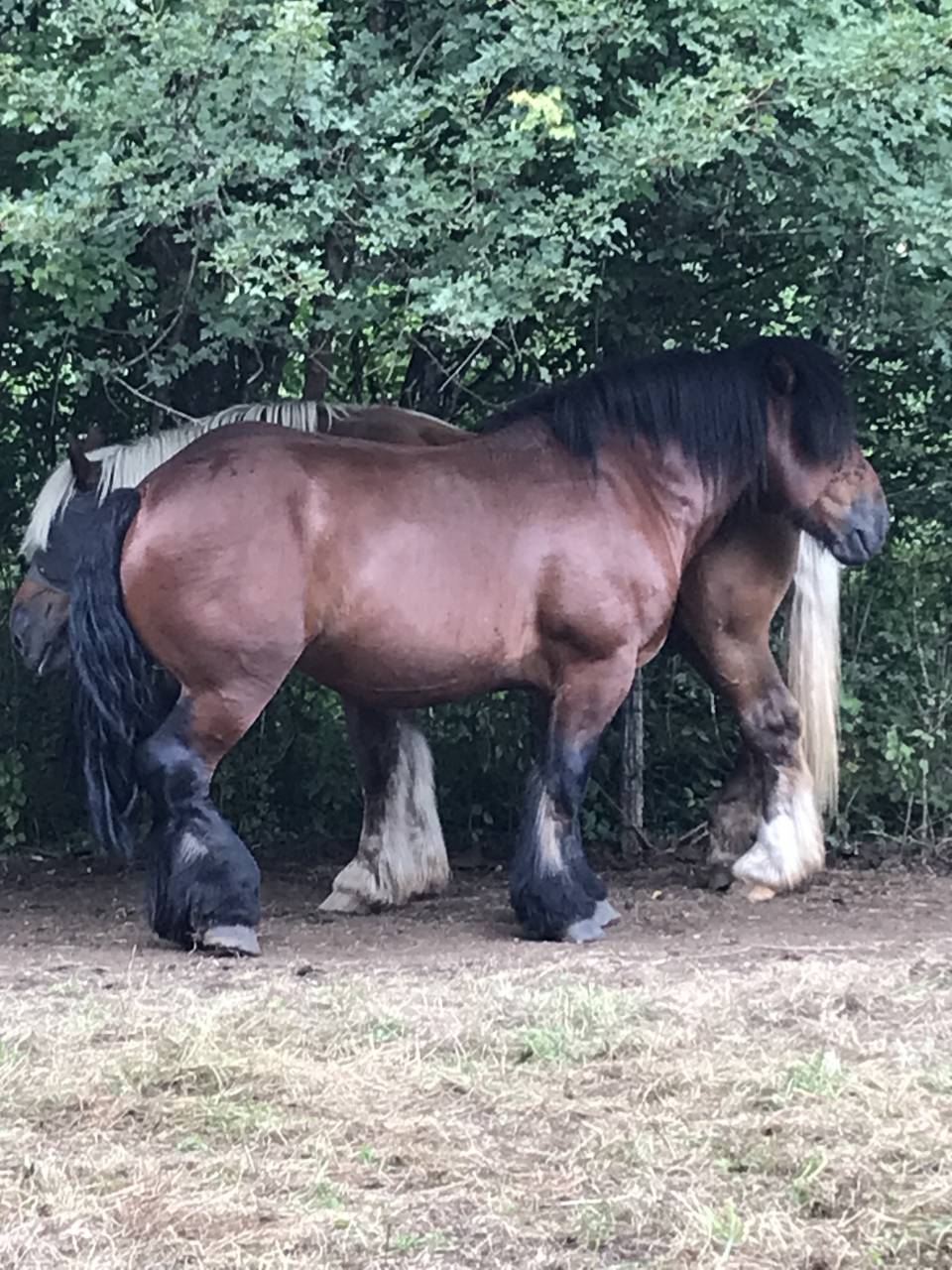 Caballo entero Ardennes En venta 2019 Bayo moreno por Bayard du Rye Boys