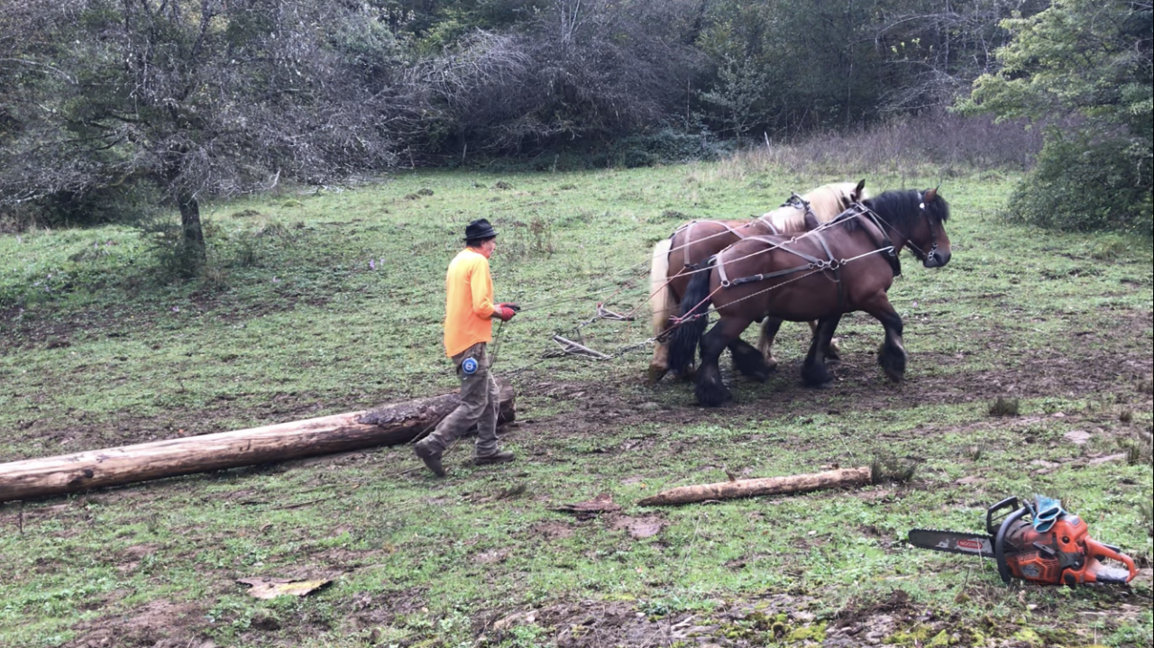 Caballo entero Ardennes En venta 2019 Bayo moreno por Bayard du Rye Boys
