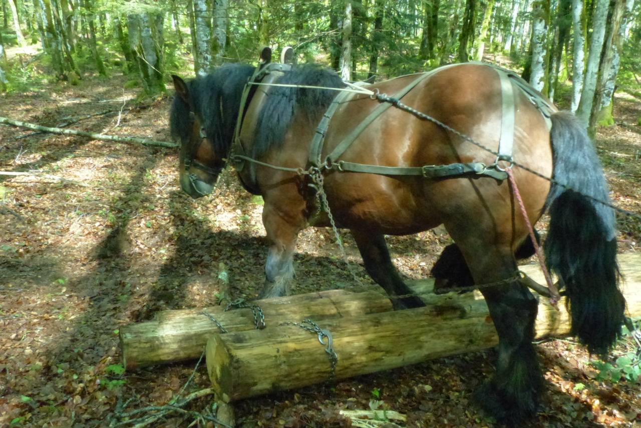 Caballo entero Ardennes En venta 2019 Bayo moreno por Bayard du Rye Boys