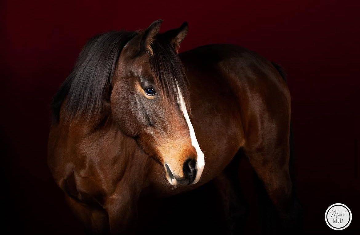 Yegua Origine Constatée En venta 2016 Bayo por CHEROKEE RUGGED TWIST