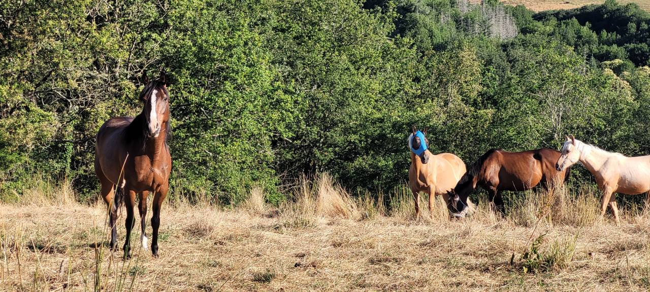 Yegua Origine Constatée En venta 2016 Bayo por CHEROKEE RUGGED TWIST