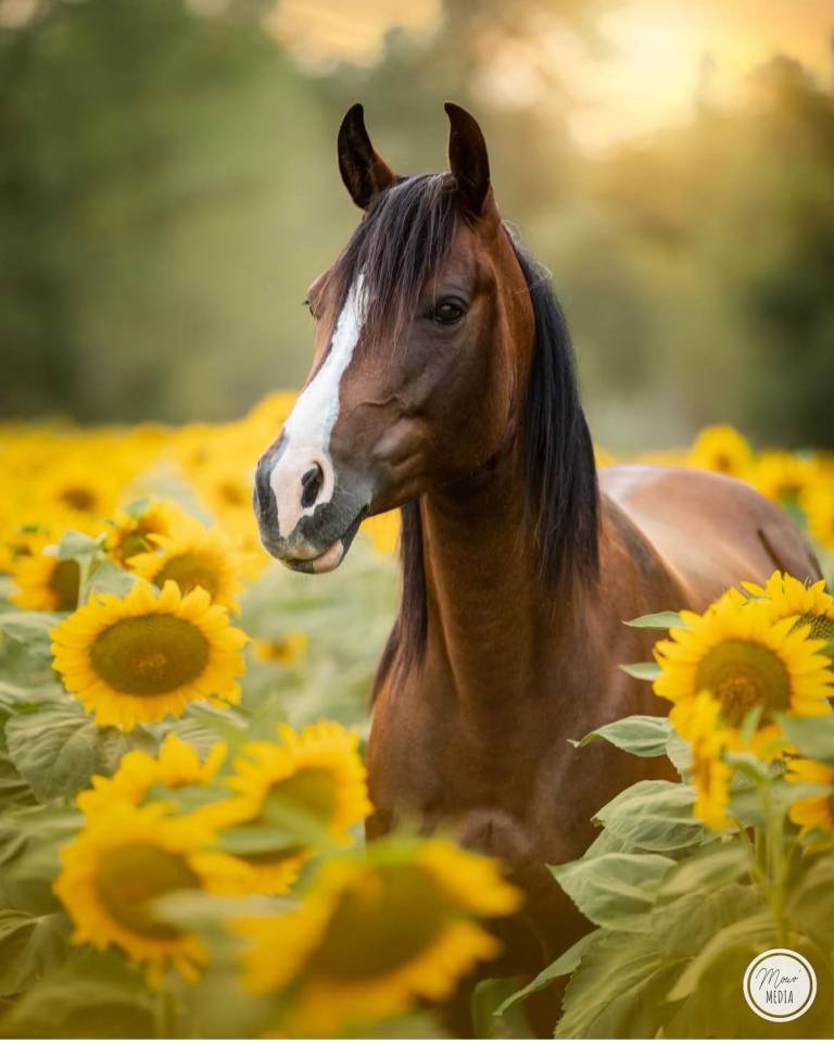 Yegua Origine Constatée En venta 2016 Bayo por CHEROKEE RUGGED TWIST