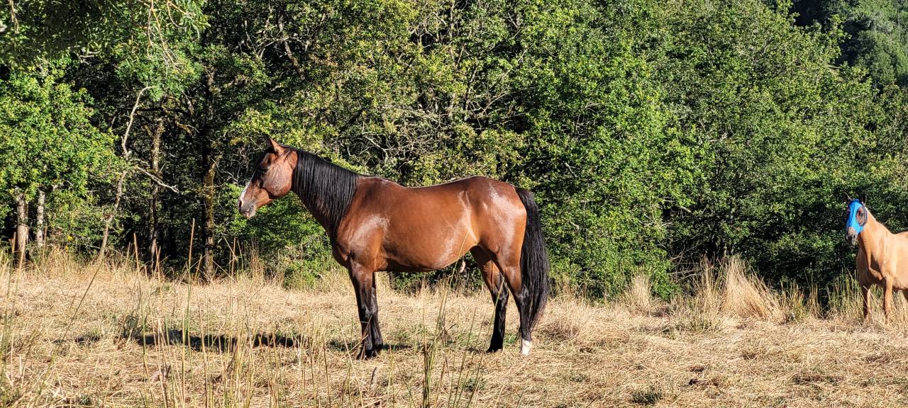 Yegua Origine Constatée En venta 2016 Bayo por CHEROKEE RUGGED TWIST