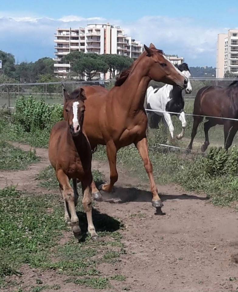 Yegua Origine Constatée En venta 2016 Bayo por CHEROKEE RUGGED TWIST