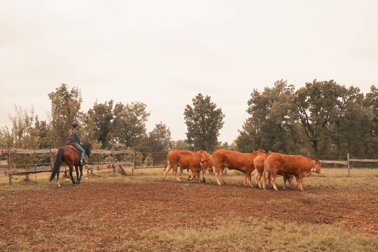 Yegua Origine Constatée En venta 2016 Bayo por CHEROKEE RUGGED TWIST
