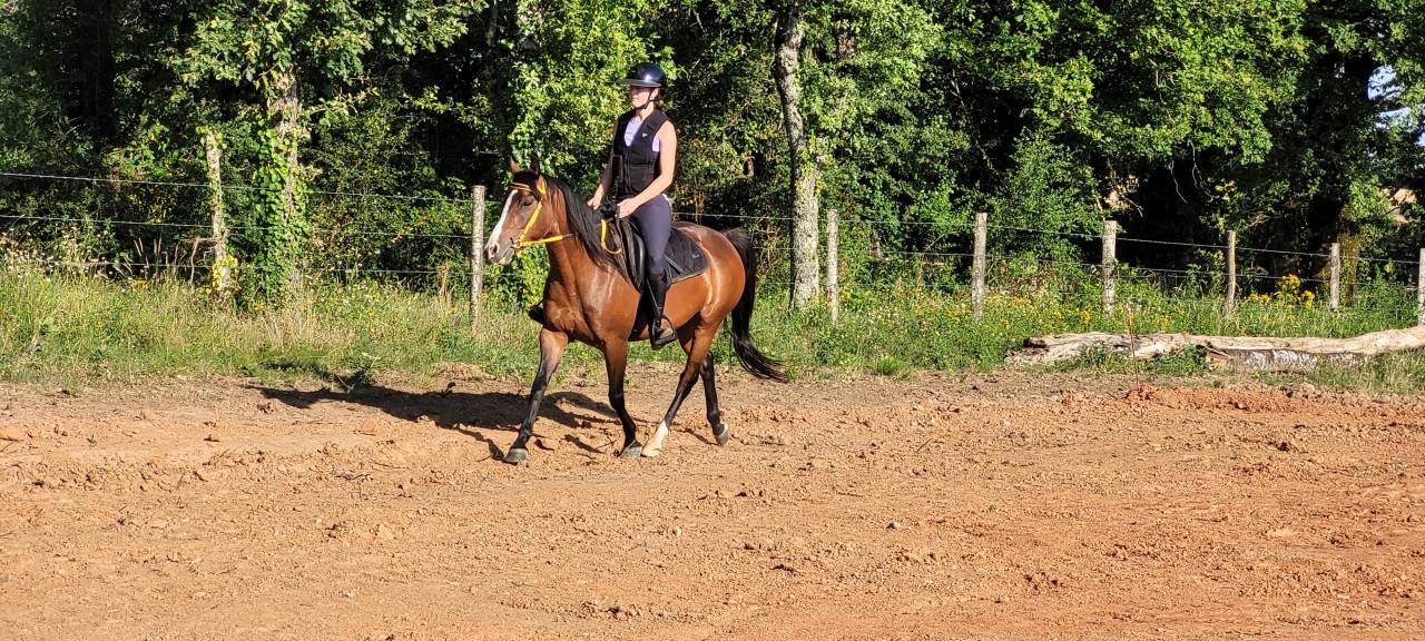 Yegua Origine Constatée En venta 2016 Bayo por CHEROKEE RUGGED TWIST