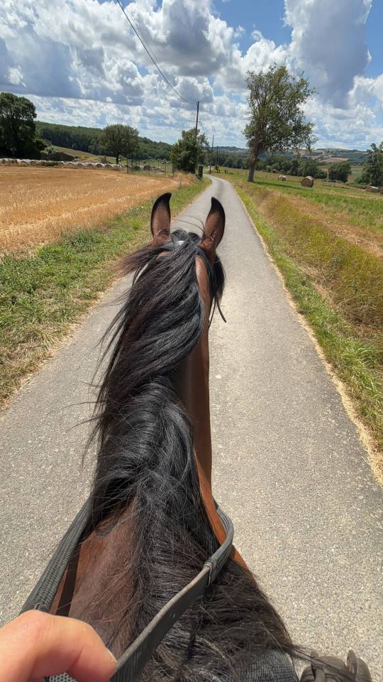 Yegua Origine Constatée En venta 2016 Bayo por CHEROKEE RUGGED TWIST