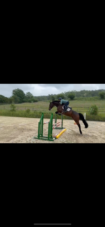 Yegua Cheval de Selle Luxembourgeois En venta 2019 Bayo por No Comment de Septon