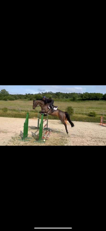 Yegua Cheval de Selle Luxembourgeois En venta 2019 Bayo por No Comment de Septon