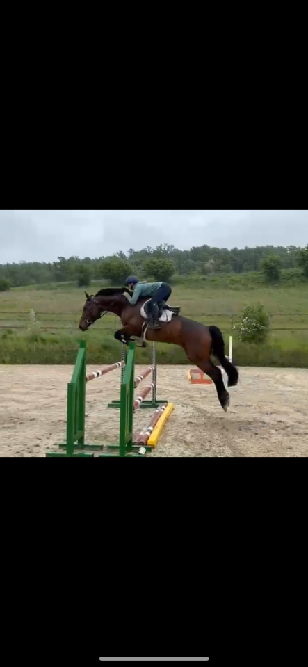 Yegua Cheval de Selle Luxembourgeois En venta 2019 Bayo por No Comment de Septon