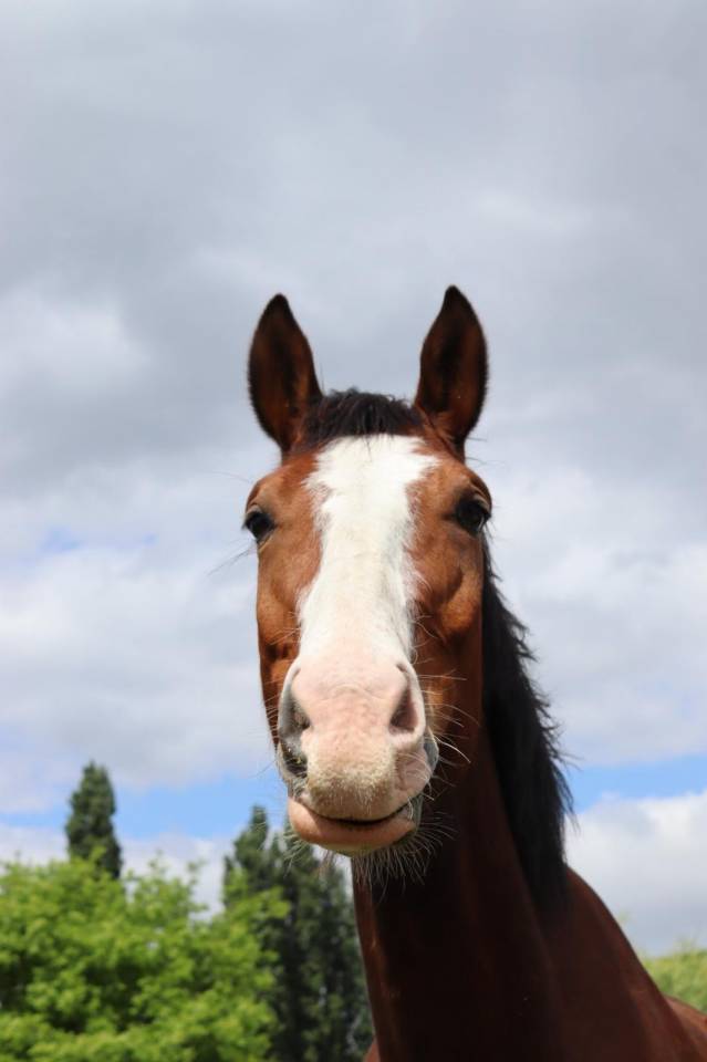 Caballo castrado sBs Caballo de Deporte Belga En venta 2020 Bayo por Hamilton du chapitre (R.O)
