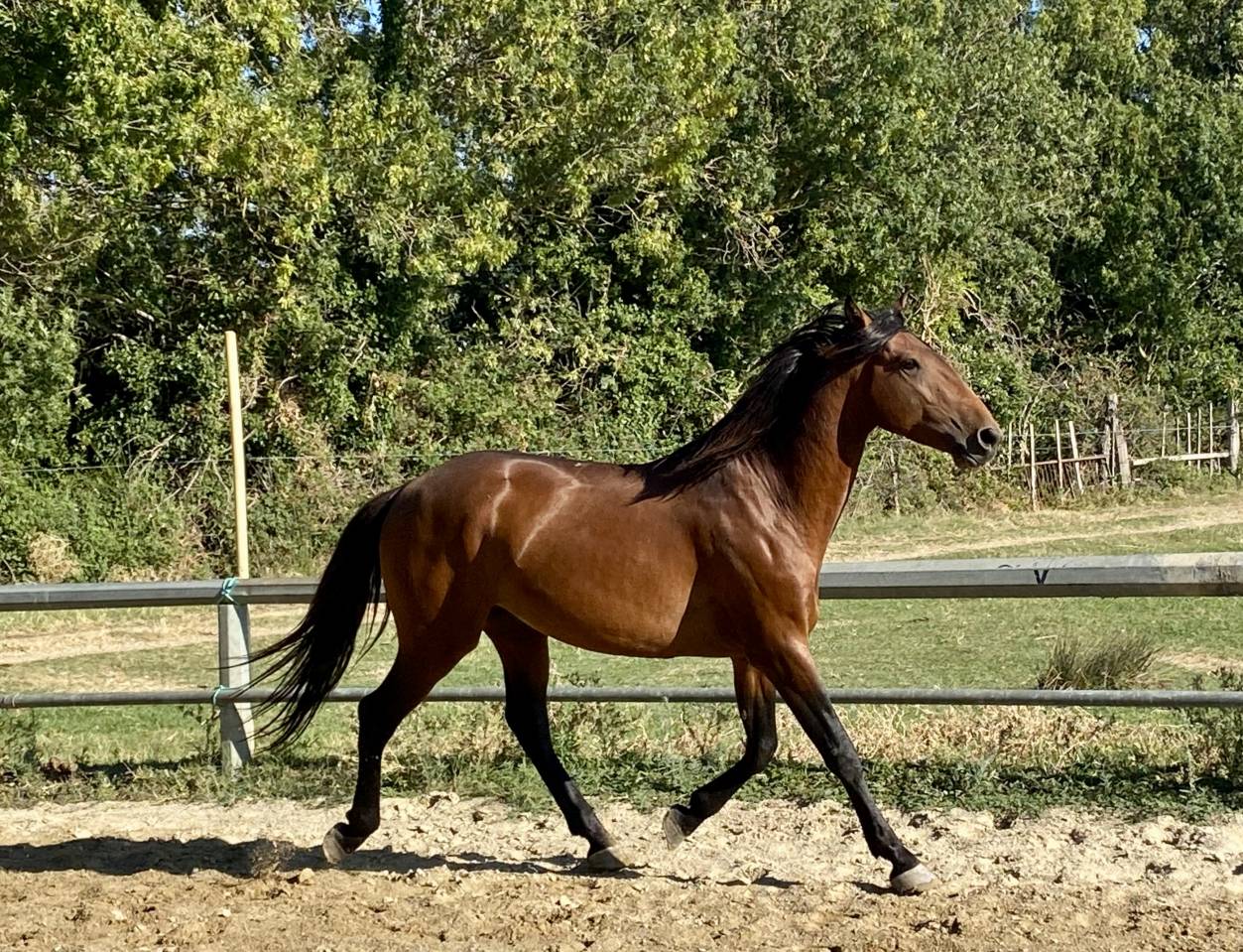 Caballo entero Lusitano En venta 2022 Bayo por Berlioz du Castel