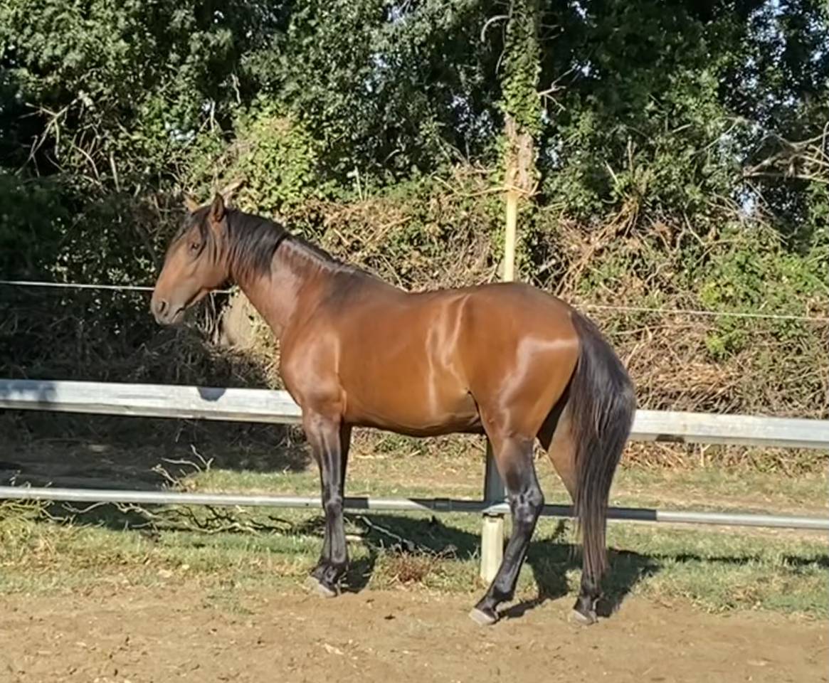 Caballo entero Lusitano En venta 2022 Bayo por Berlioz du Castel