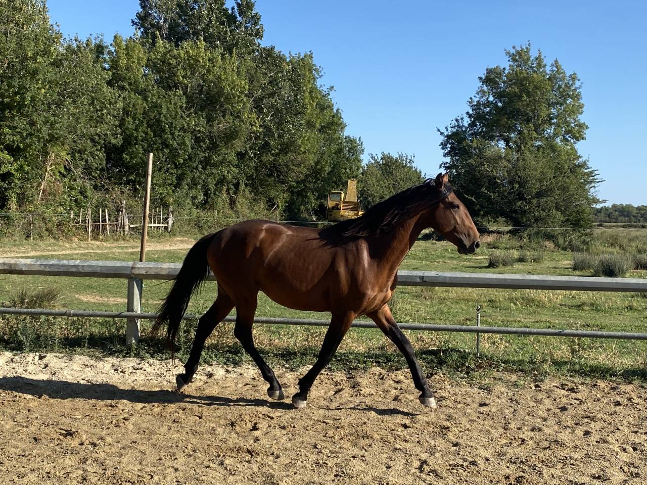 Caballo entero Lusitano En venta 2022 Bayo por Berlioz du Castel