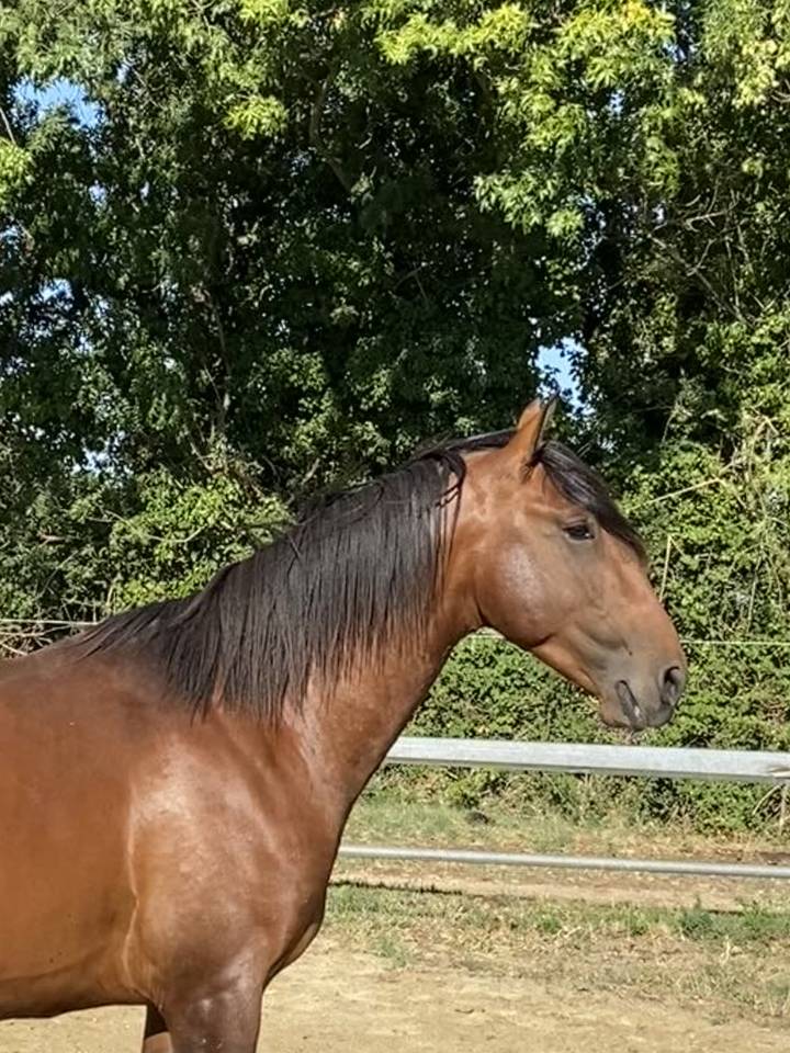 Caballo entero Lusitano En venta 2022 Bayo por Berlioz du Castel