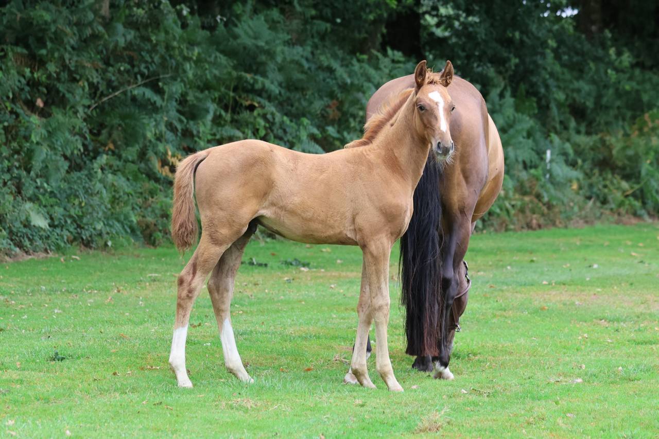 Caballo entero Silla Francés En venta 2025 Alazán por Andiamo semilly