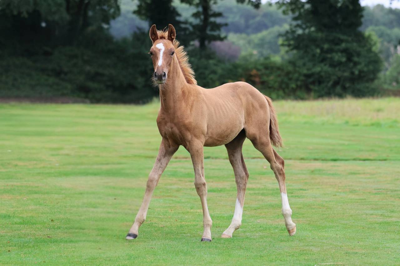 Caballo entero Silla Francés En venta 2025 Alazán por Andiamo semilly