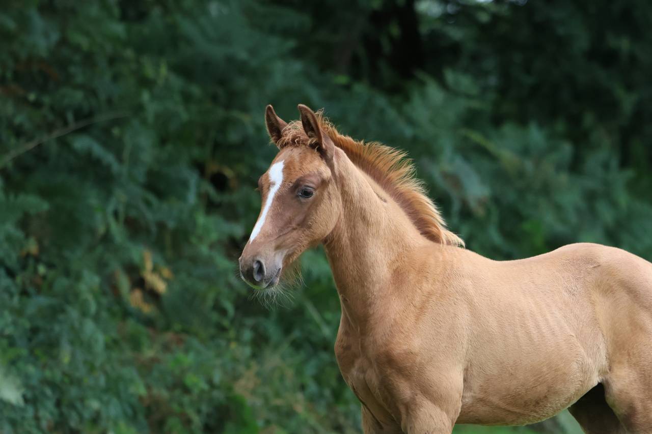 Caballo entero Silla Francés En venta 2025 Alazán por Andiamo semilly