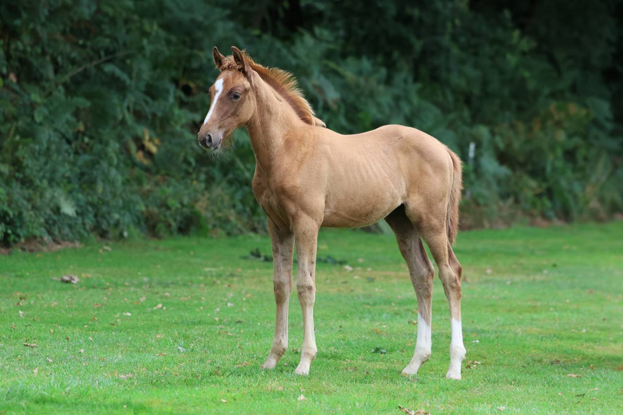 Caballo entero Silla Francés En venta 2025 Alazán por Andiamo semilly