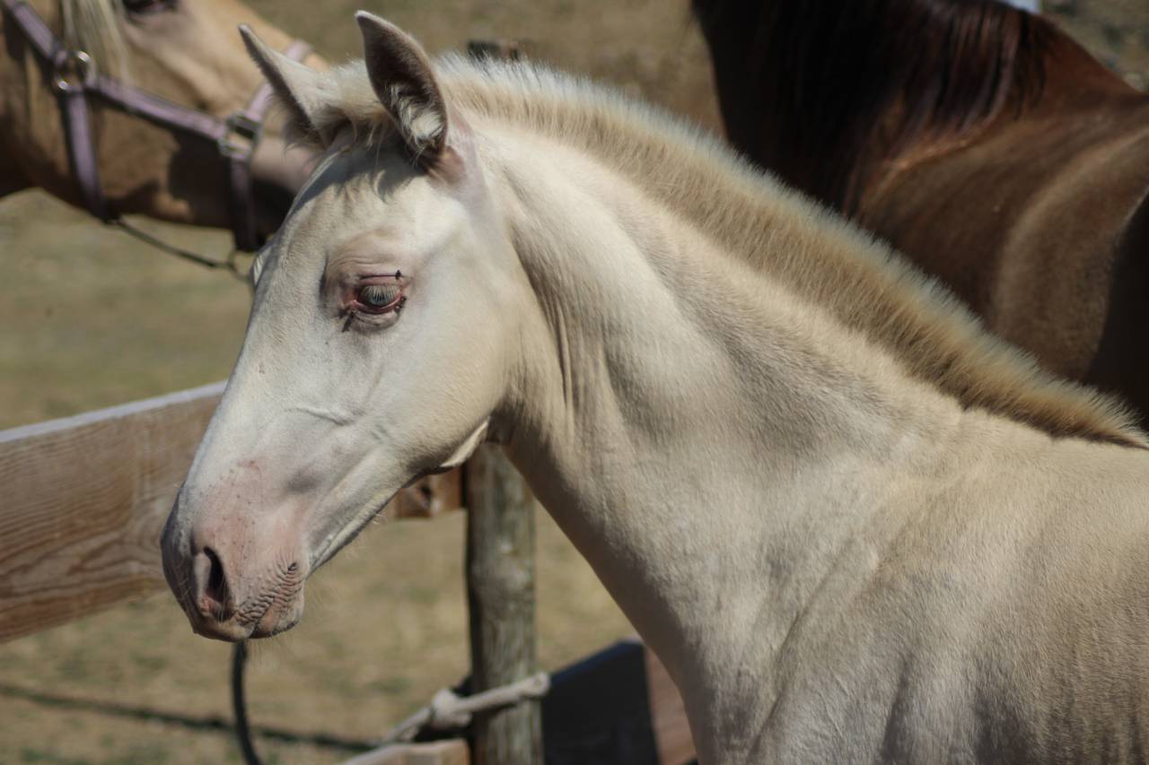 Potro PRE Pura Raza Española En venta 2025 Otra capa