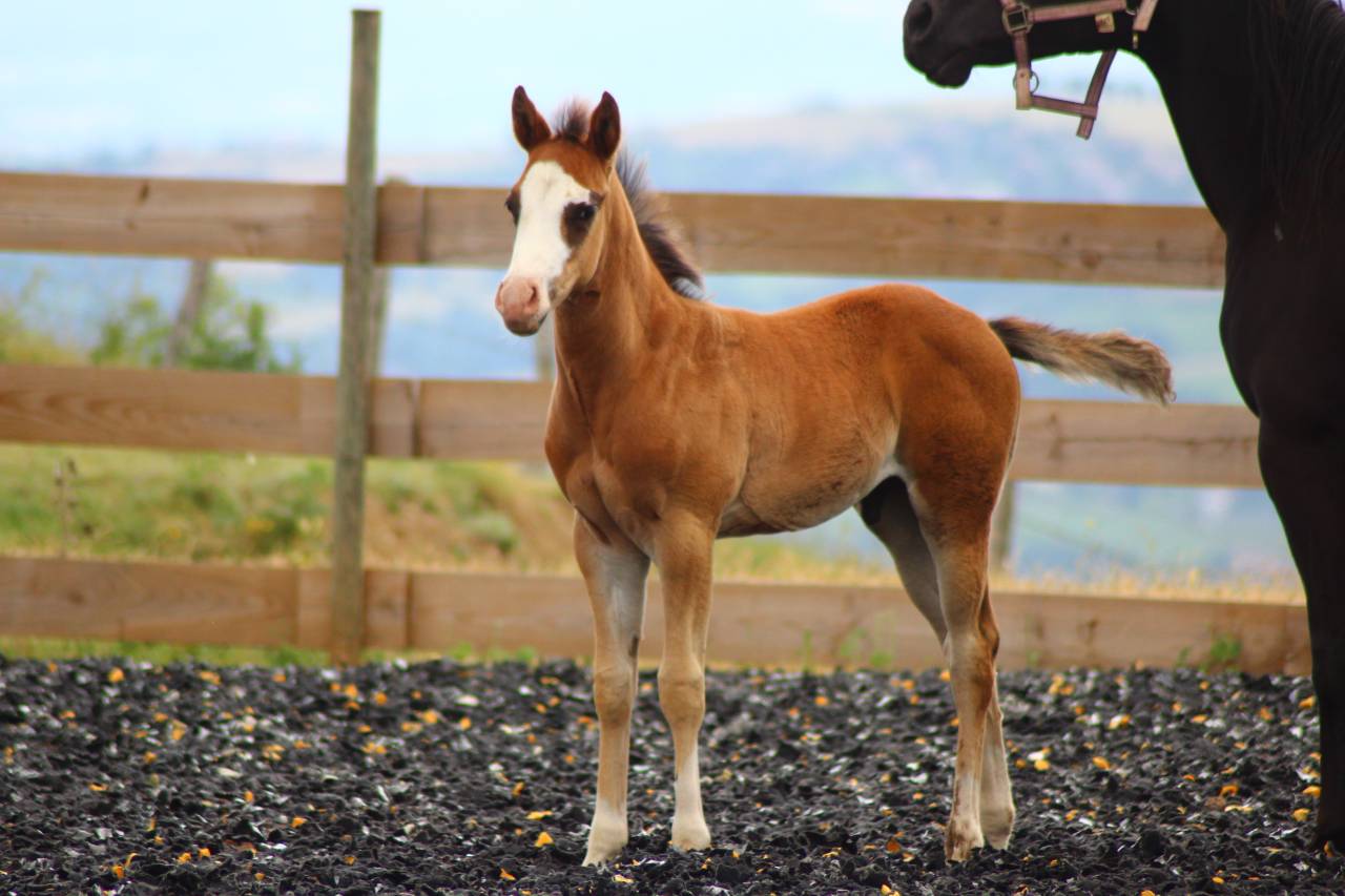 Potro Paint Horse En venta 2025 Bayo