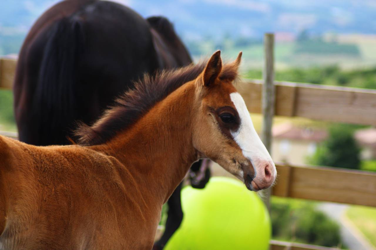 Potro Paint Horse En venta 2025 Bayo