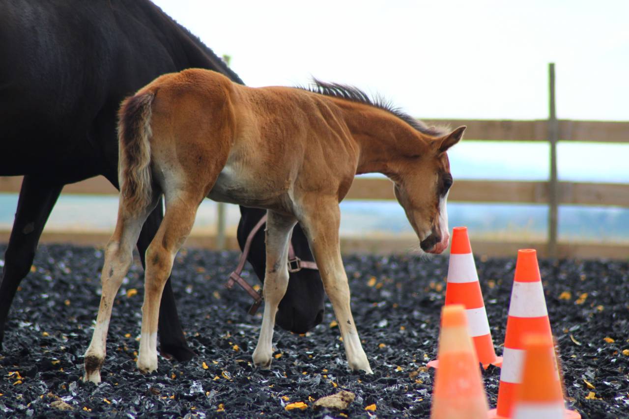 Potro Paint Horse En venta 2025 Bayo