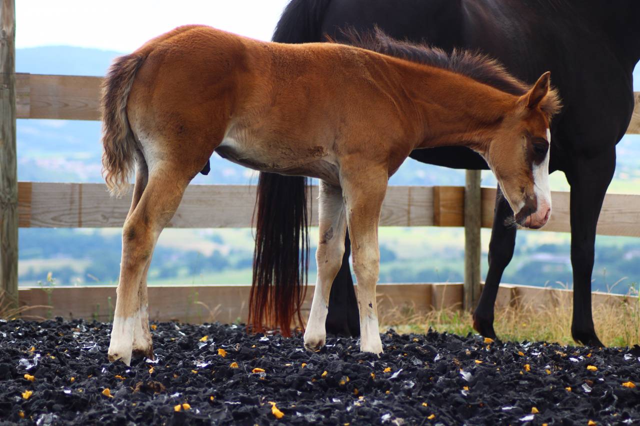 Potro Paint Horse En venta 2025 Bayo