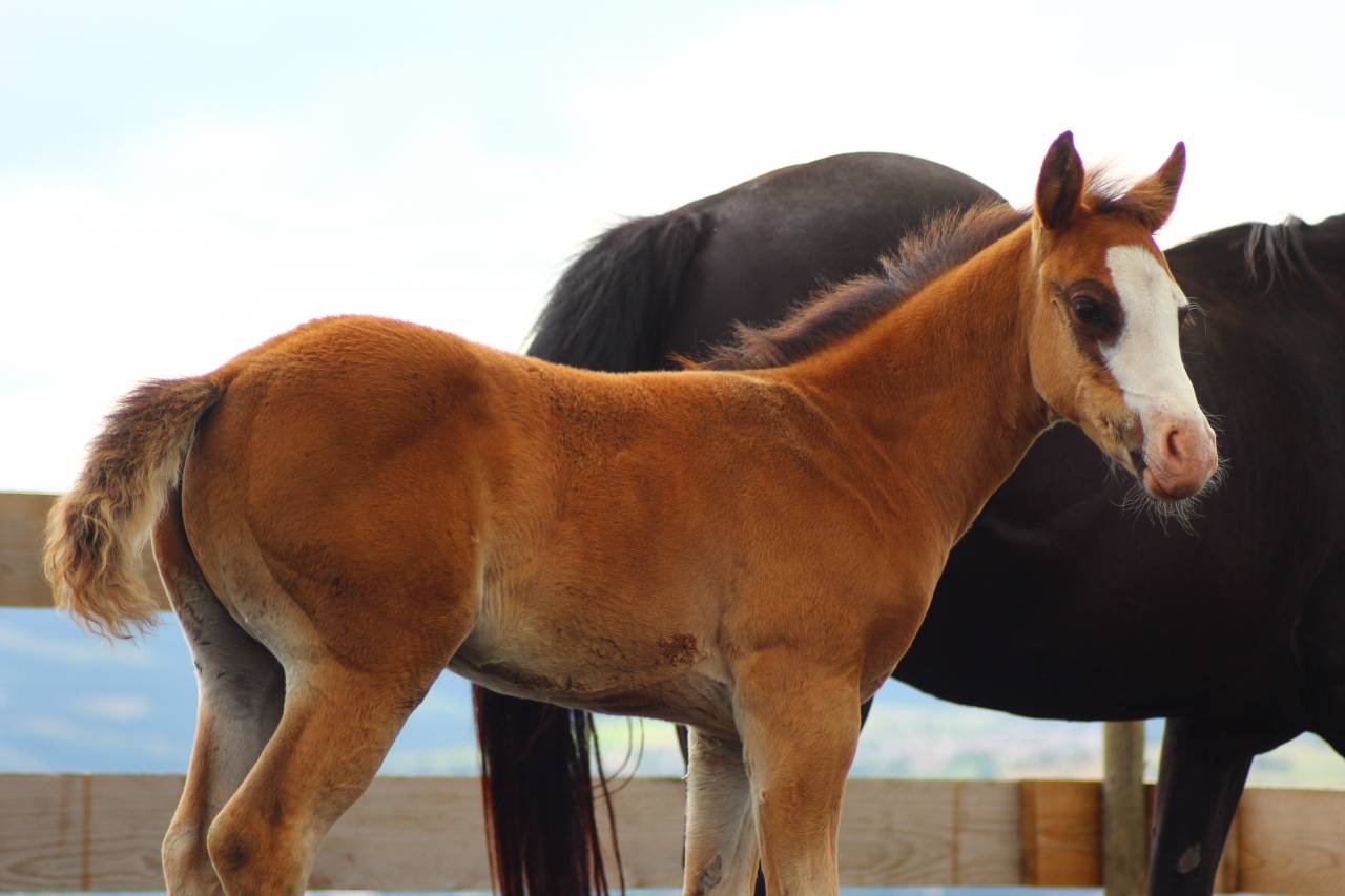 Potro Paint Horse En venta 2025 Bayo