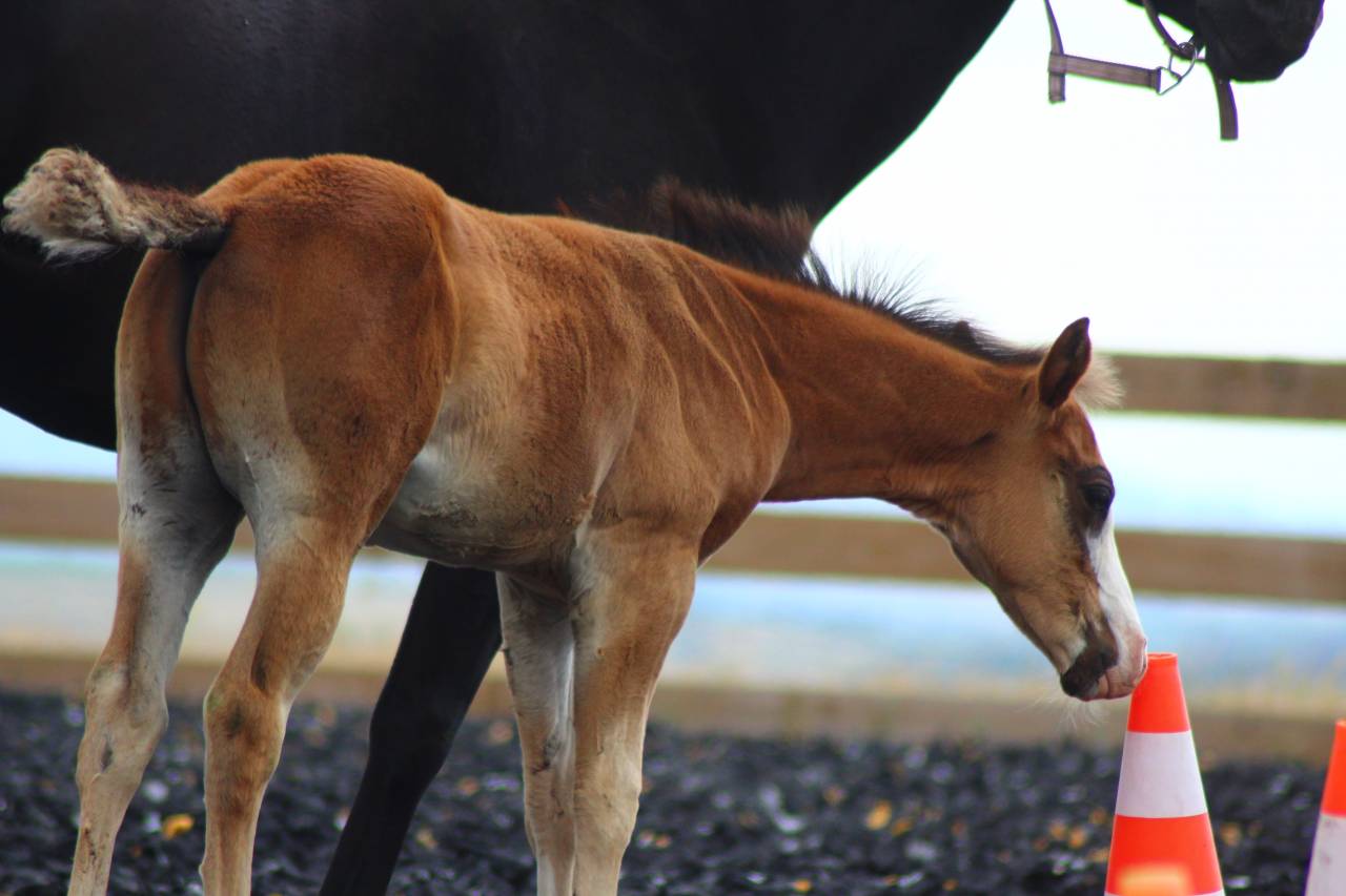 Potro Paint Horse En venta 2025 Bayo