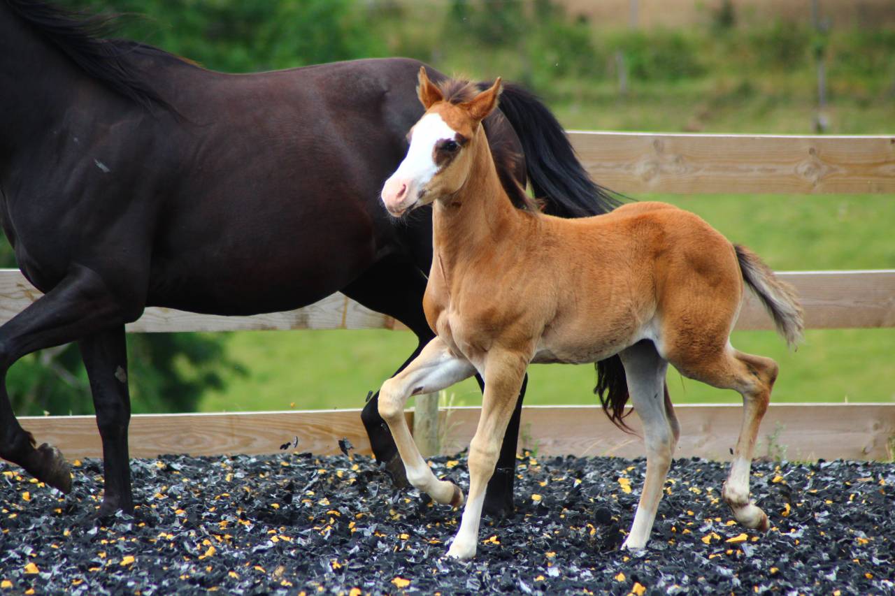 Potro Paint Horse En venta 2025 Bayo