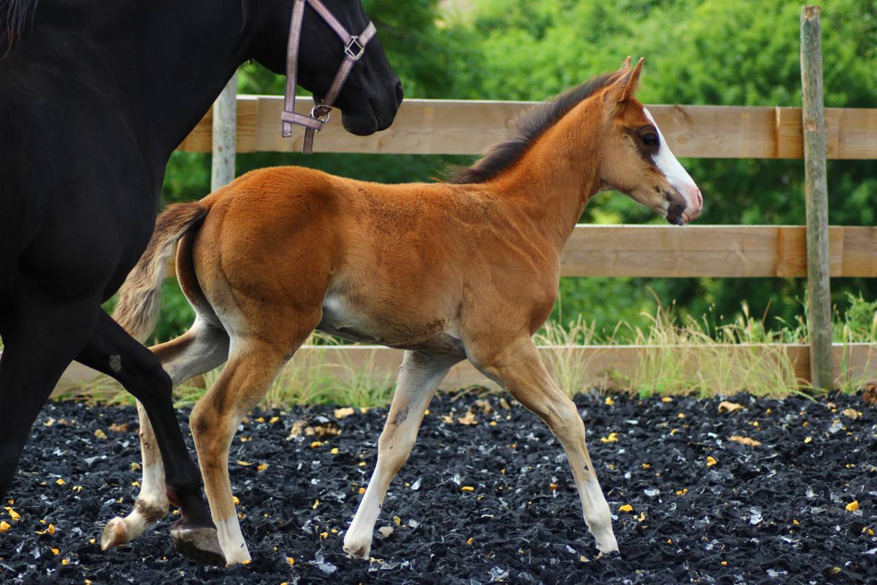 Potro Paint Horse En venta 2025 Bayo