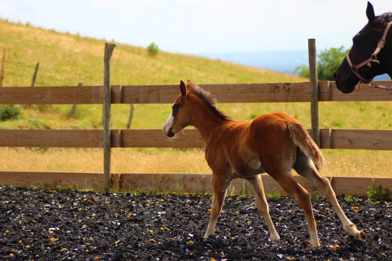 Potro Paint Horse En venta 2025 Bayo