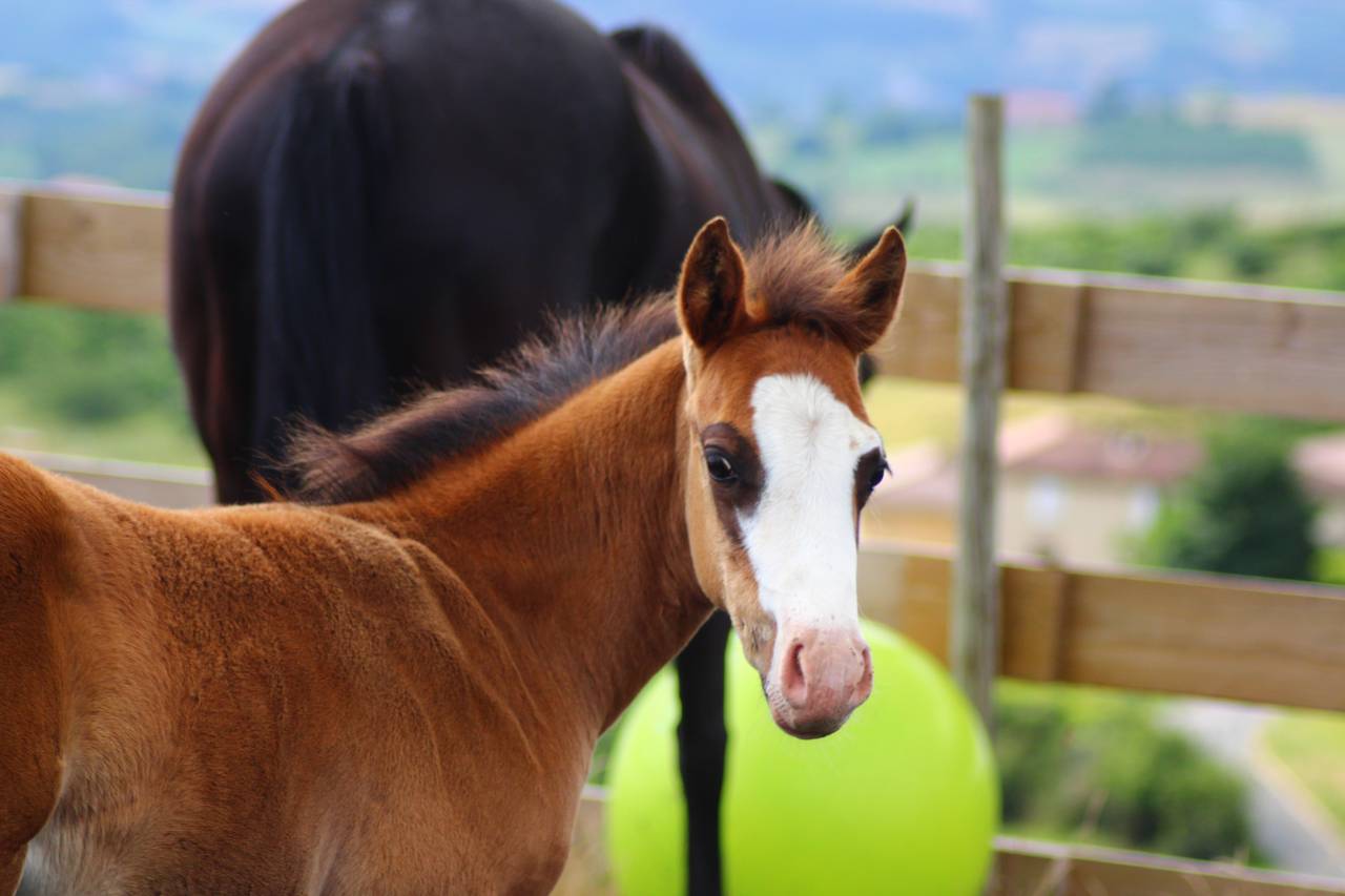 Potro Paint Horse En venta 2025 Bayo