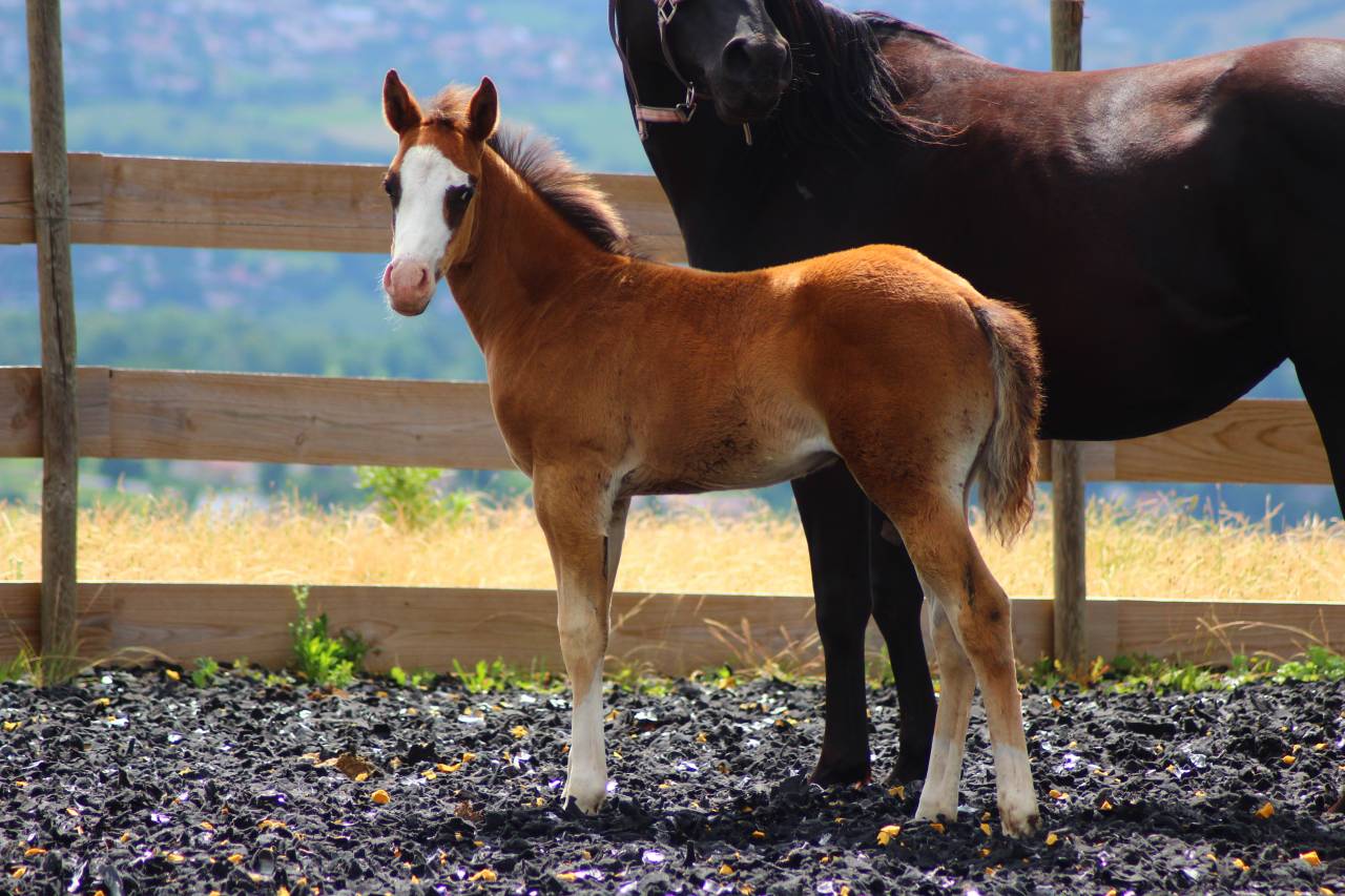 Potro Paint Horse En venta 2025 Bayo