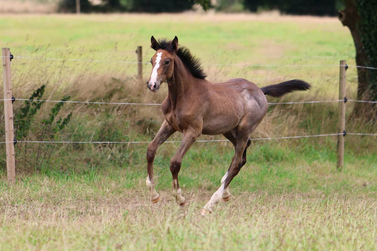 Potranca Silla Francés En venta 2025 Tordo por EL BARONE 111