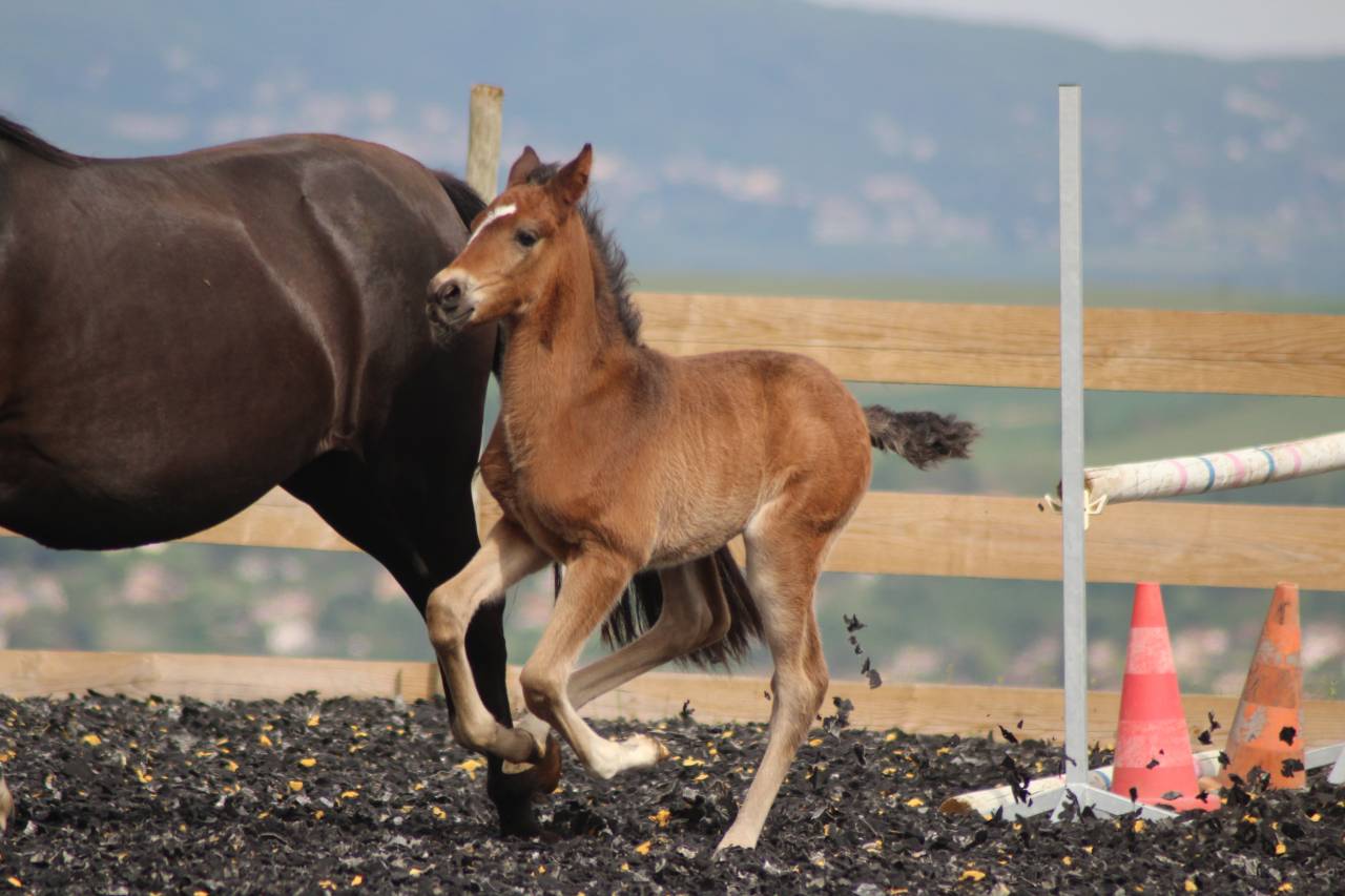 Potro PRE Pura Raza Española En venta 2025 Bayo moreno