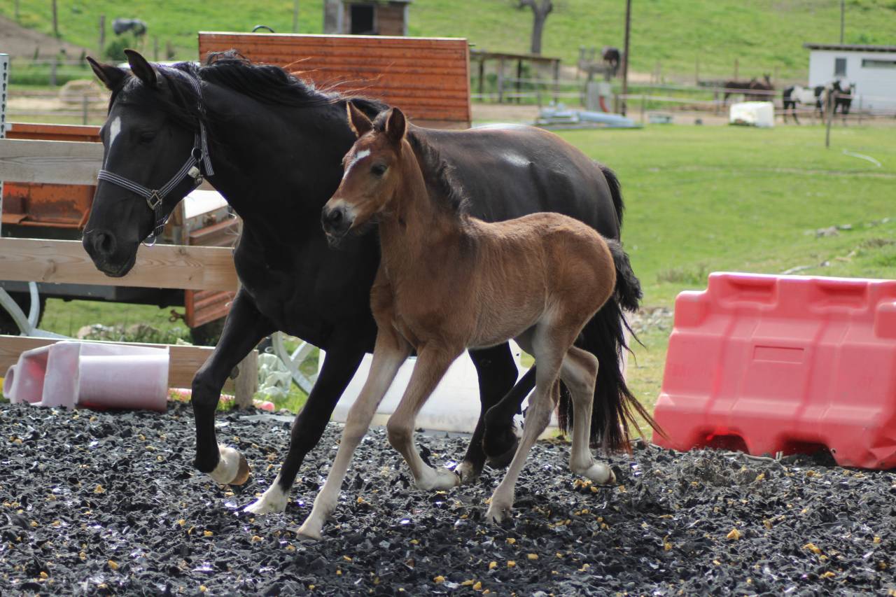 Potro PRE Pura Raza Española En venta 2025 Bayo moreno