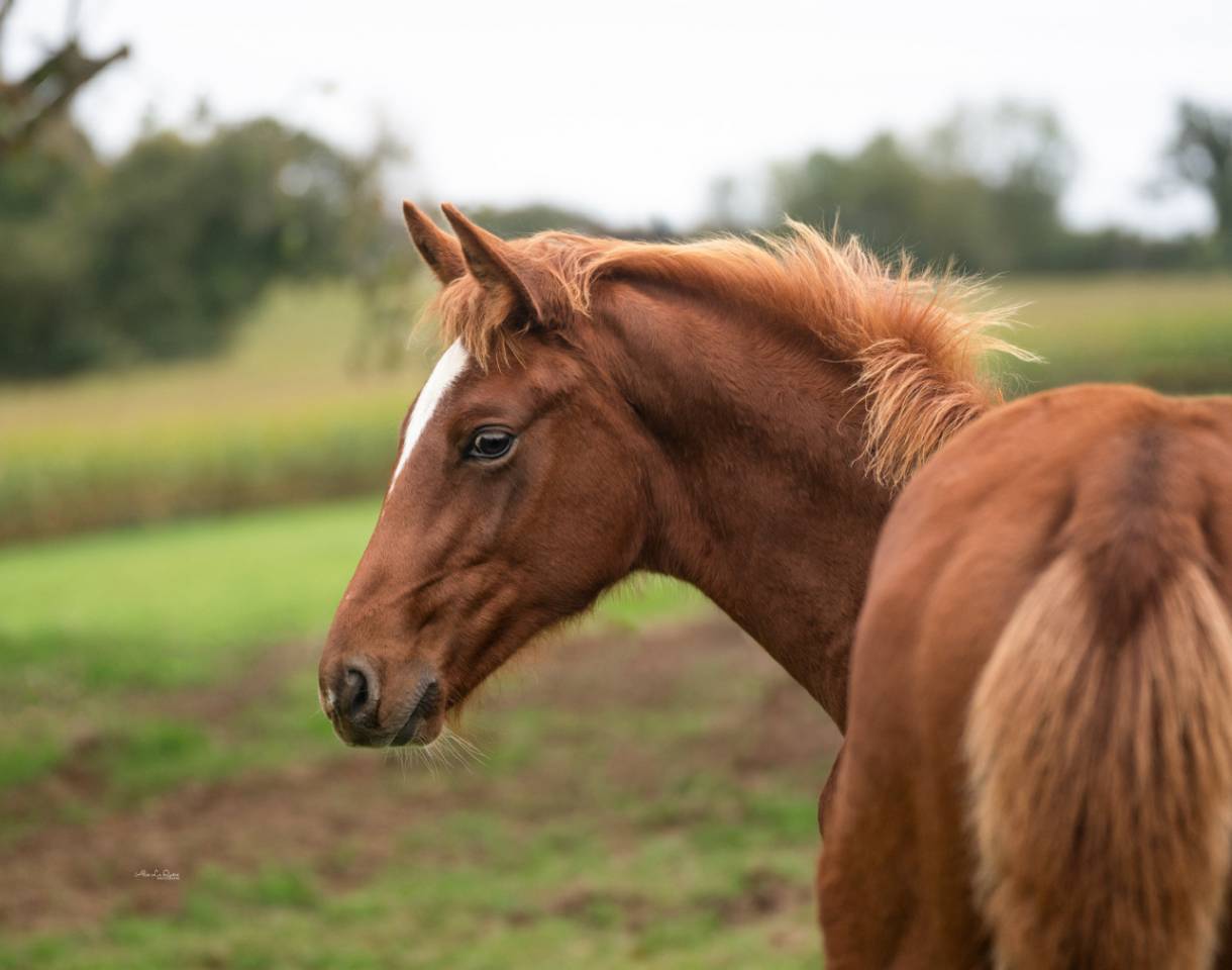Caballo castrado Silla Francés En venta 2024 Alazán por El baronne 111