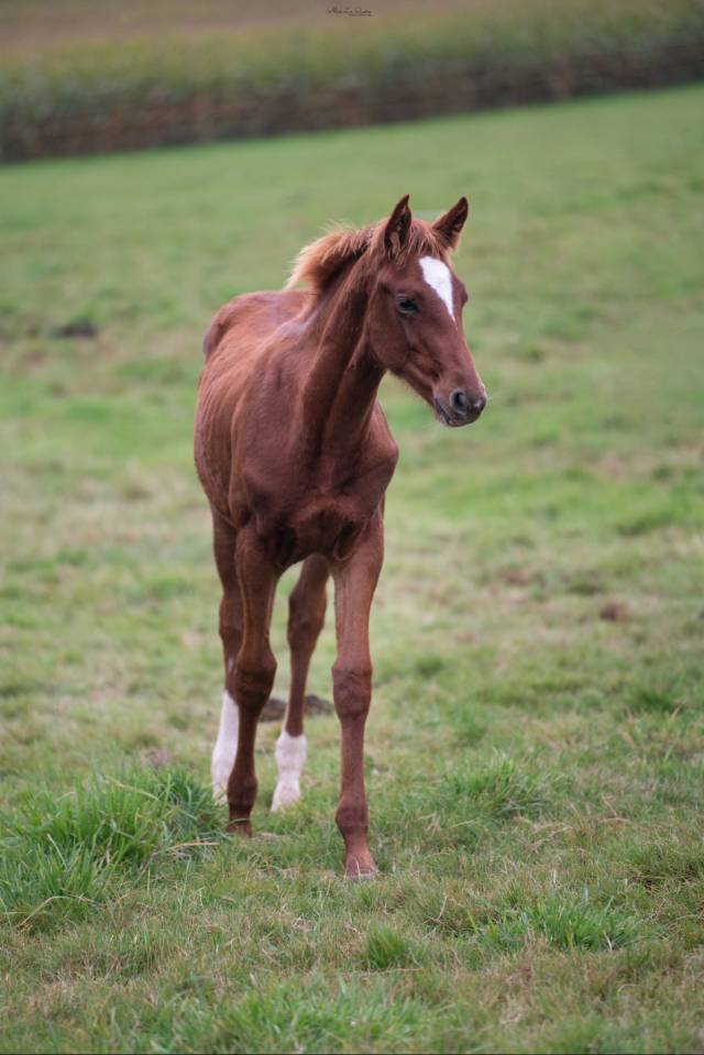 Caballo castrado Silla Francés En venta 2024 Alazán por El baronne 111