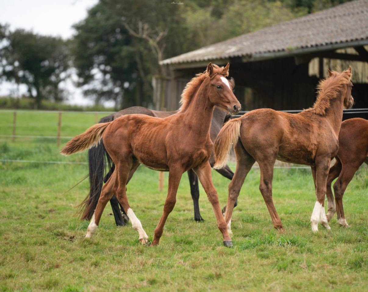 Caballo castrado Silla Francés En venta 2024 Alazán por El baronne 111