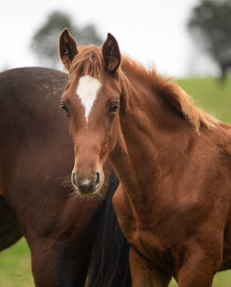 Caballo castrado Silla Francés En venta 2024 Alazán por El baronne 111