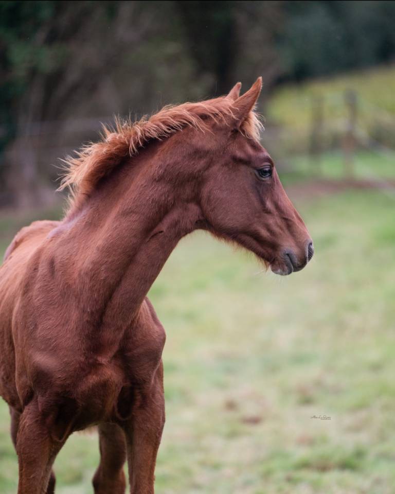 Caballo castrado Silla Francés En venta 2024 Alazán por El baronne 111