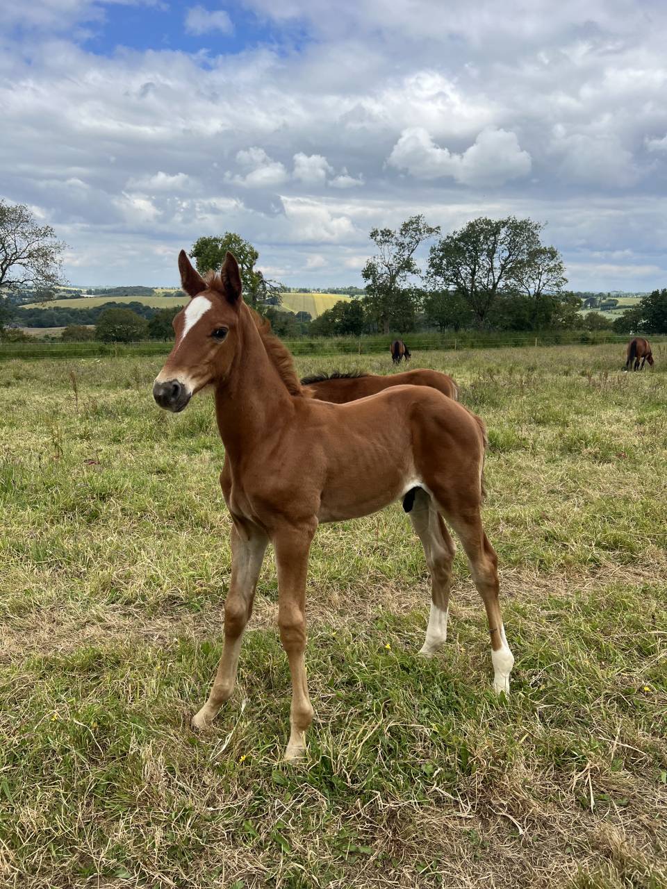 Caballo castrado Silla Francés En venta 2024 Alazán por El baronne 111