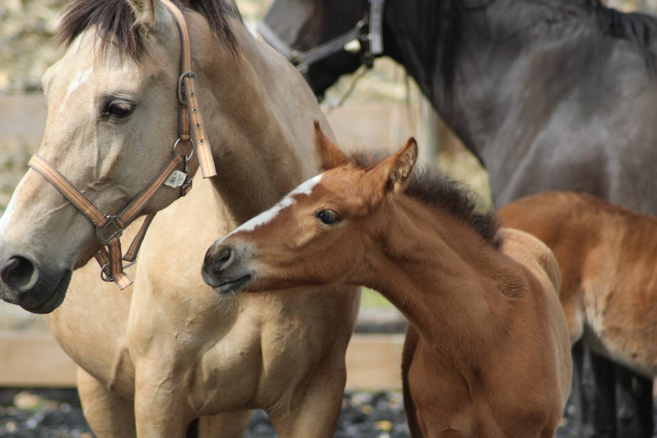 Potro PRE Pura Raza Española En venta 2025 Bayo
