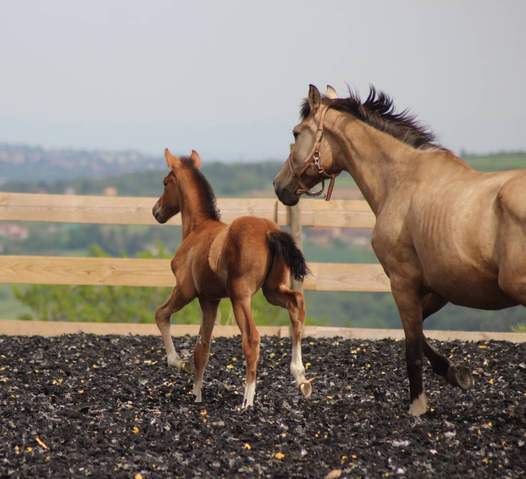 Potro PRE Pura Raza Española En venta 2025 Bayo