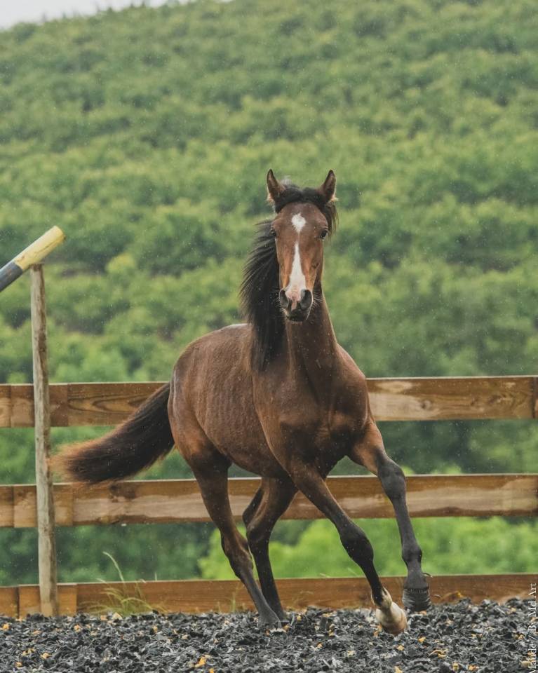 Potranca PRE Pura Raza Española En venta 2025 Bayo